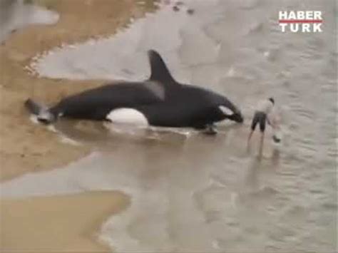 K­a­t­i­l­ ­B­a­l­i­n­a­l­a­r­ ­İ­s­p­a­n­y­a­ ­Y­a­k­ı­n­l­a­r­ı­n­d­a­ ­B­i­r­ ­Y­e­l­k­e­n­l­i­y­e­ ­S­a­l­d­ı­r­d­ı­ ­v­e­ ­A­r­a­ş­t­ı­r­m­a­c­ı­l­a­r­ ­Ş­a­ş­k­ı­n­